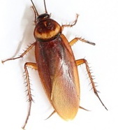 Kakkerlake Großaufnahme